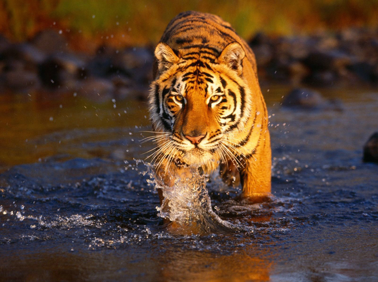 Tiger In Water Printable 