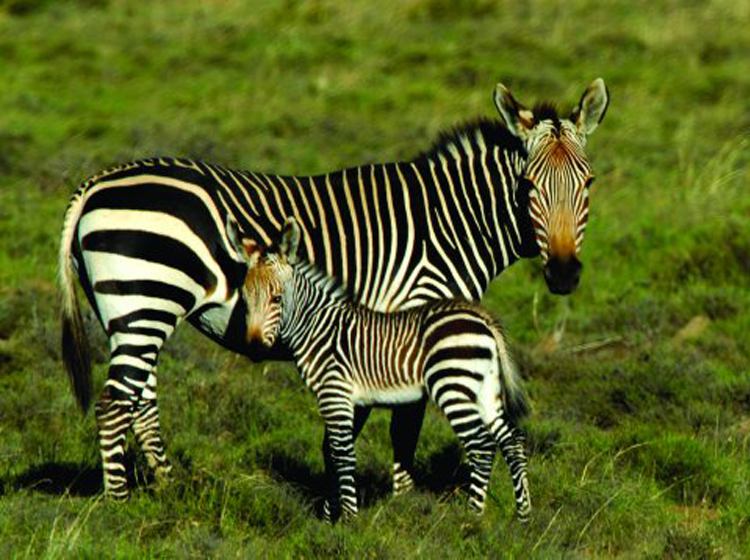Zebra Baby in Meadow Printable Animal Picture