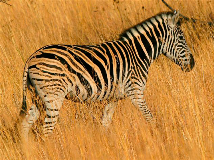Zebra in Tall Grass Printable Animal Pictures