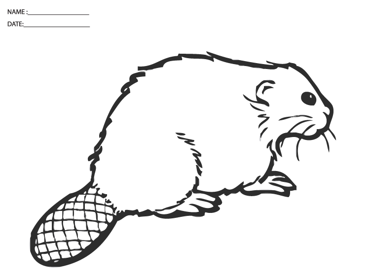 Printable Badger Coloring Sheets