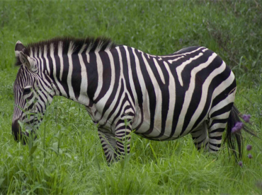 Adult Zebra in Meadow Printable Animal Picture