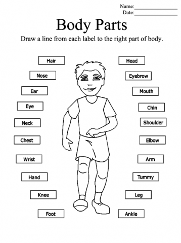 Parts of the Body Printable Worksheets